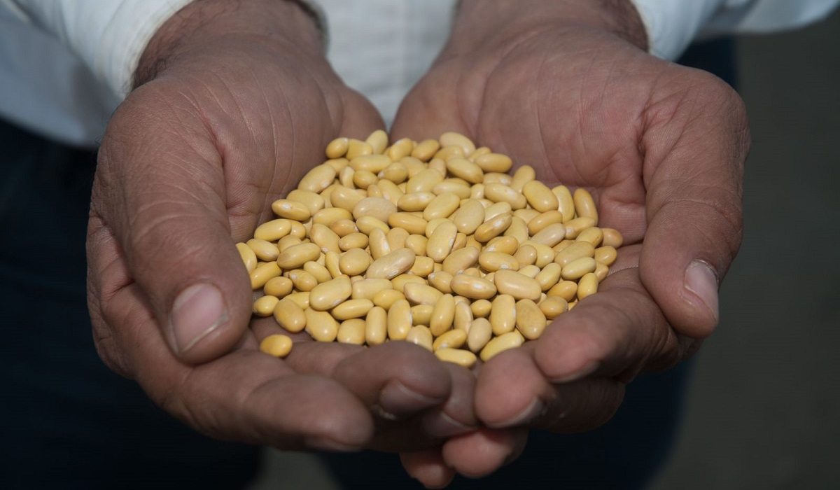 Sinaloa se apunta con 37 mil hectáreas de frijol en este ciclo agrícola 2023-2024