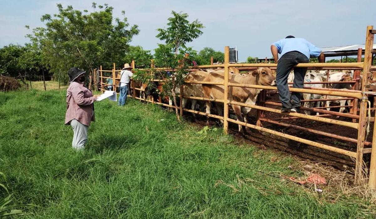 Sinaloa municipio no ha registrado muertes de ganado por sequía; implementan estrategias para almacenar agua