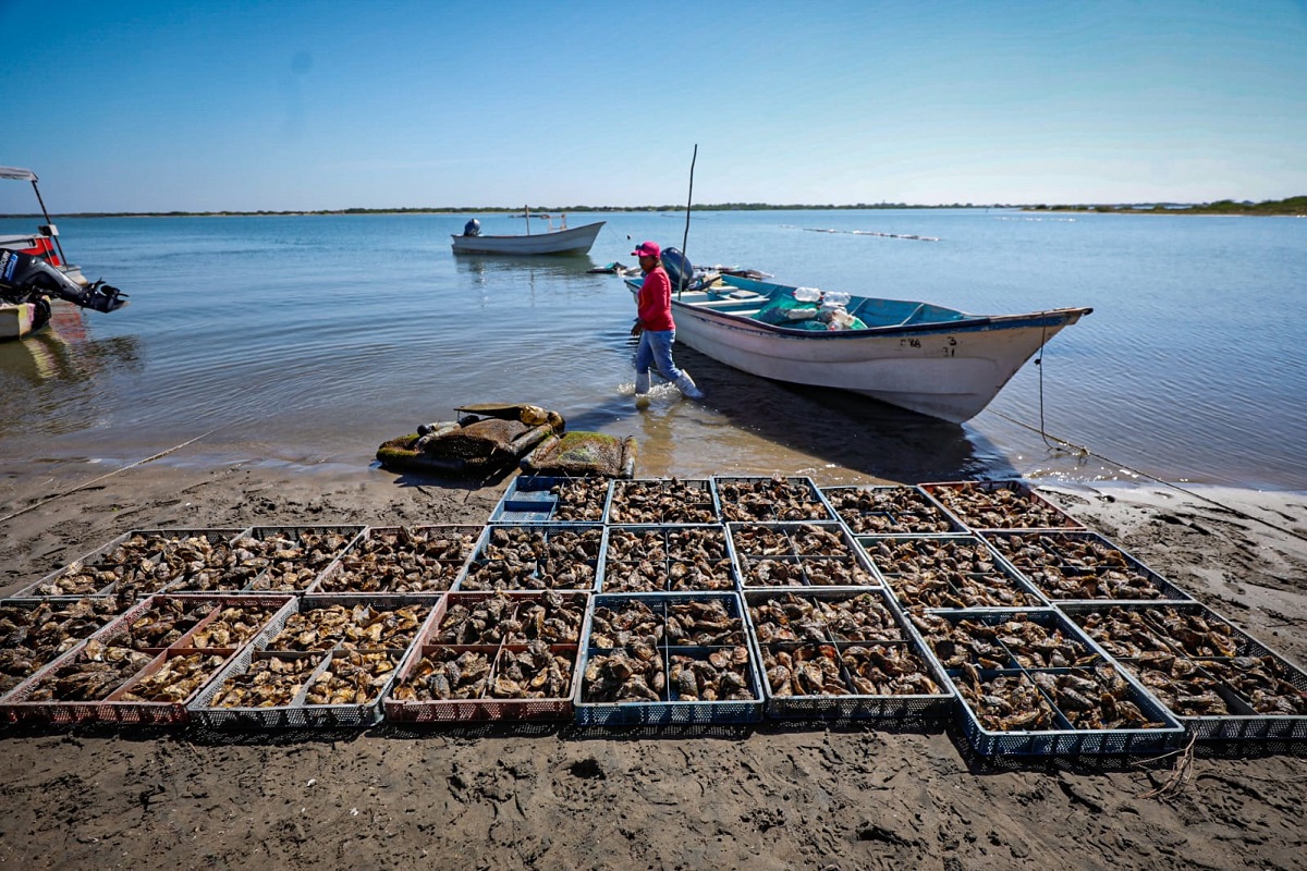 Se agita el mar en costas de Sinaloa; ostioneros sufren mantenerse a flote en busca del producto