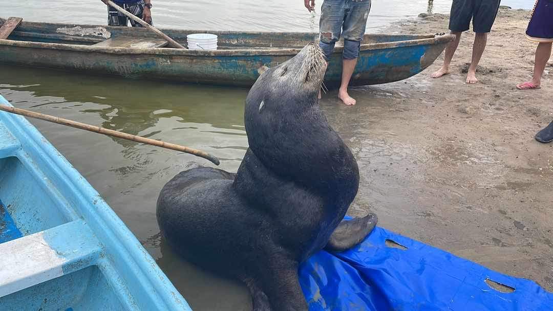Rescatan a lobo marino herido en el estero La Estacada en Escuinapa