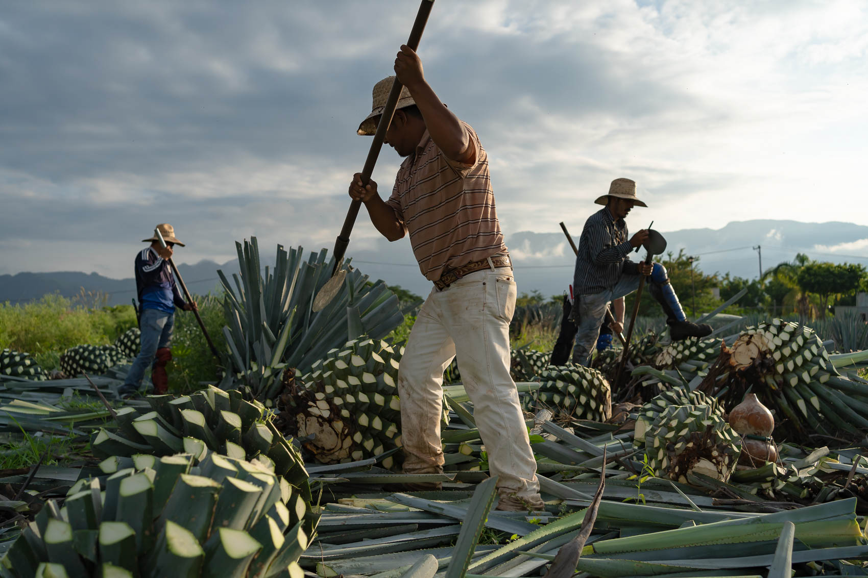 Se capacitan productores de agave en Mazatlán; buscan certificado de mezcal artesanal sinaloense