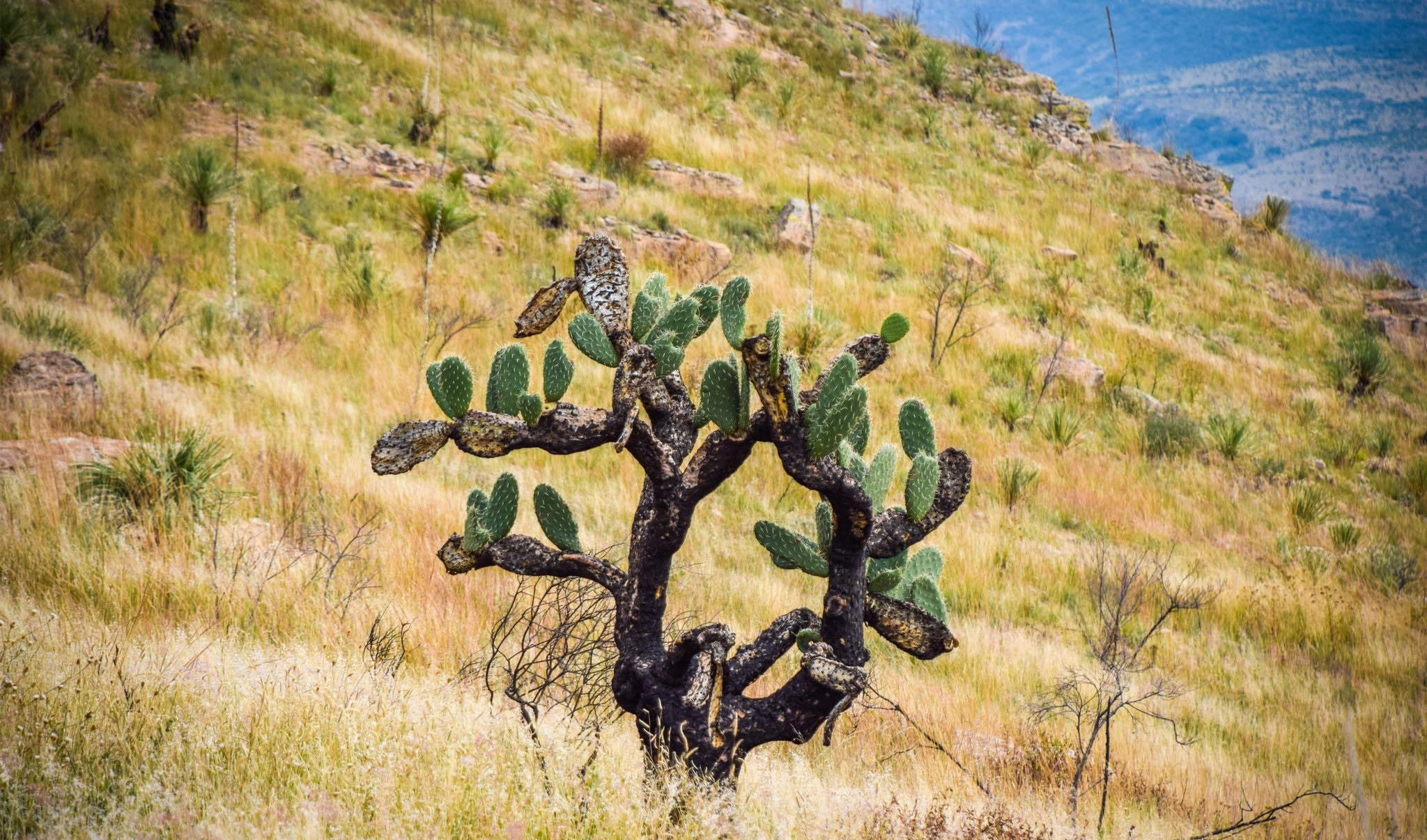 ¿Qué tanto sabes de los ecosistemas de Sinaloa? Atrévete a descubrirlo y sorpréndete