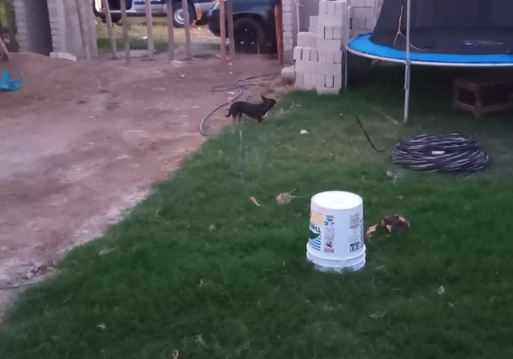 Ante Fiscalía caso del cuerpo encontrado por un perro en Guasave; no prevén implicaciones para dueños del can