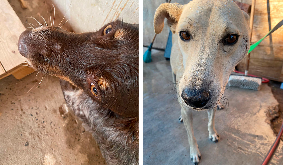 Primero fueron perritos intoxicados, ahora vecinos del ejido 9 de Diciembre presentan síntomas
