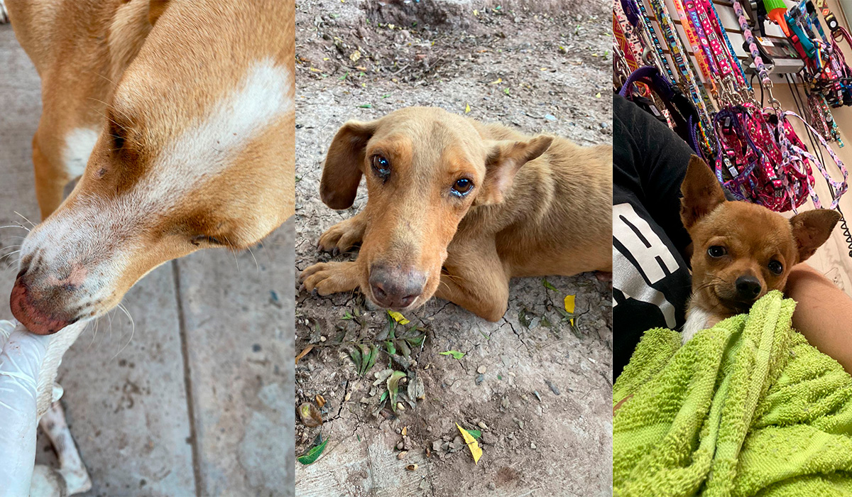 Mueren intoxicados perritos en un albergue, al parecer fueron rociados con agroquímicos desde una avioneta
