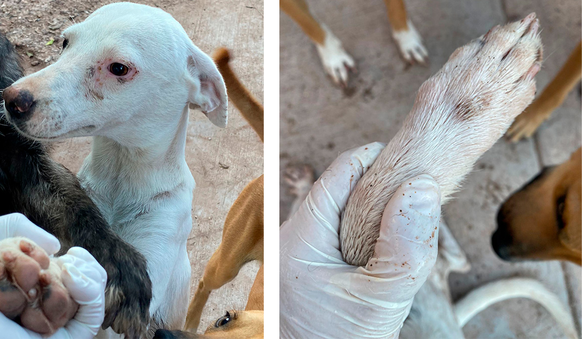 Analiza Coepriss calidad del agua en el ejido 9 de diciembre, Ahome; tras denuncia de intoxicación de perros