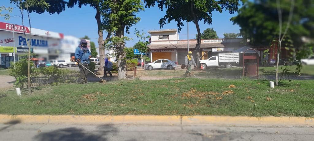 Preparan en Ahome plan de reforestación para triplicar los más de 2 mil árboles que tumbó “Norma”