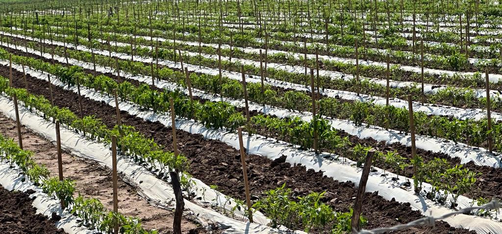 ‘Tiemblan’ productores de hortalizas y frijol ante pronósticos de heladas para fin de año