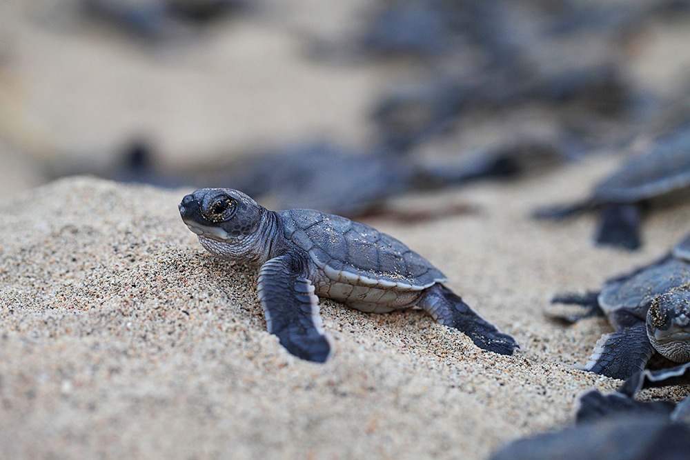 Conquistan a turistas que visitan Mazatlán por fin de semana largo, con bellezas naturales