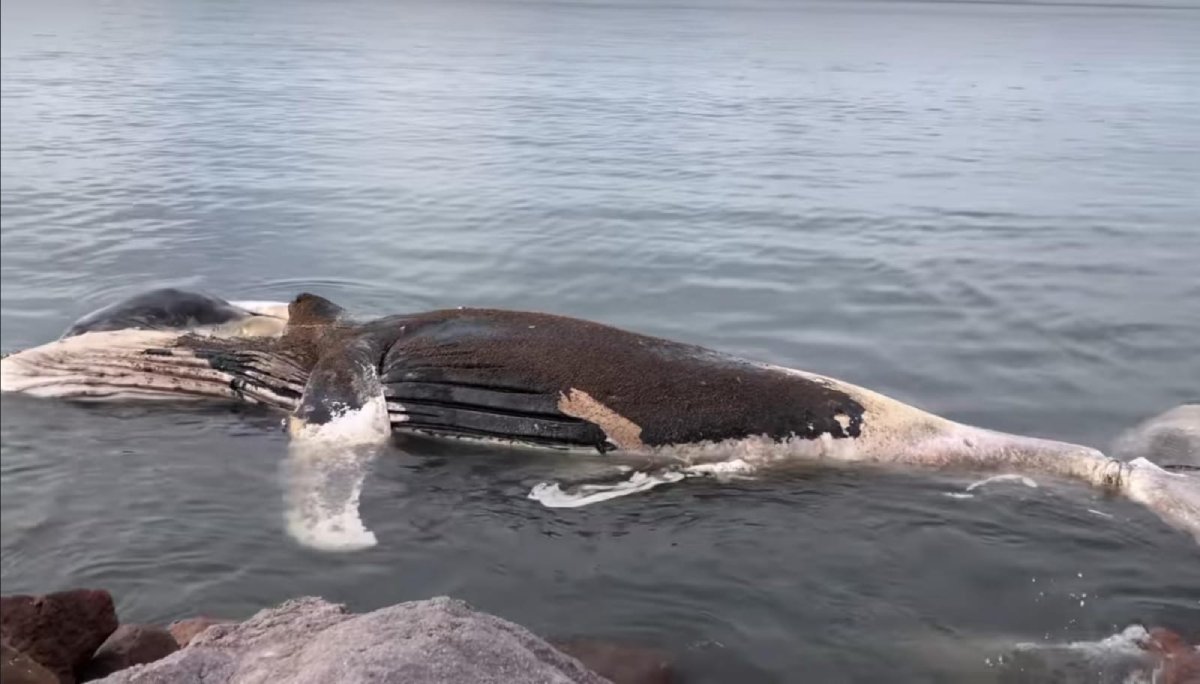 Aparece ballena jorobada muerta en 4 Surcos, Teacapán; traía un lazo atado a la aleta caudal