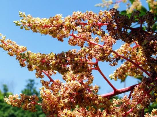 Comienza la floración de los árboles de mango tipo Ataulfo en Escuinapa