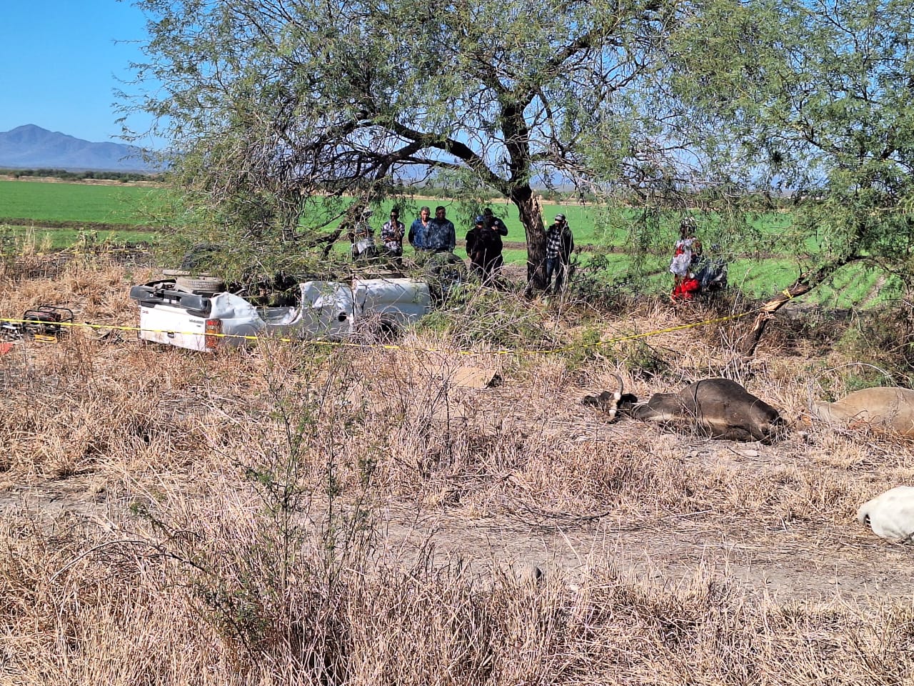 Automovilista pierde la vida tras chocar contra una vaca en Vivajaqui, El Fuerte