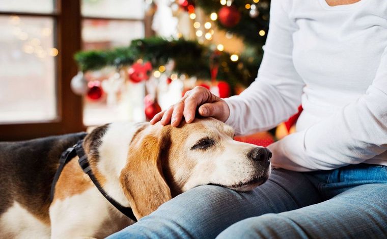 ¡Protege a tus mascotas! Te decimos como reducir la ansiedad y miedo por la pirotecnia