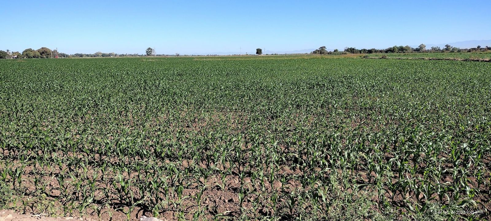 Descarta CESAVESIN prórroga para solicitud de permisos únicos de siembra pese reapertura de SIVASA
