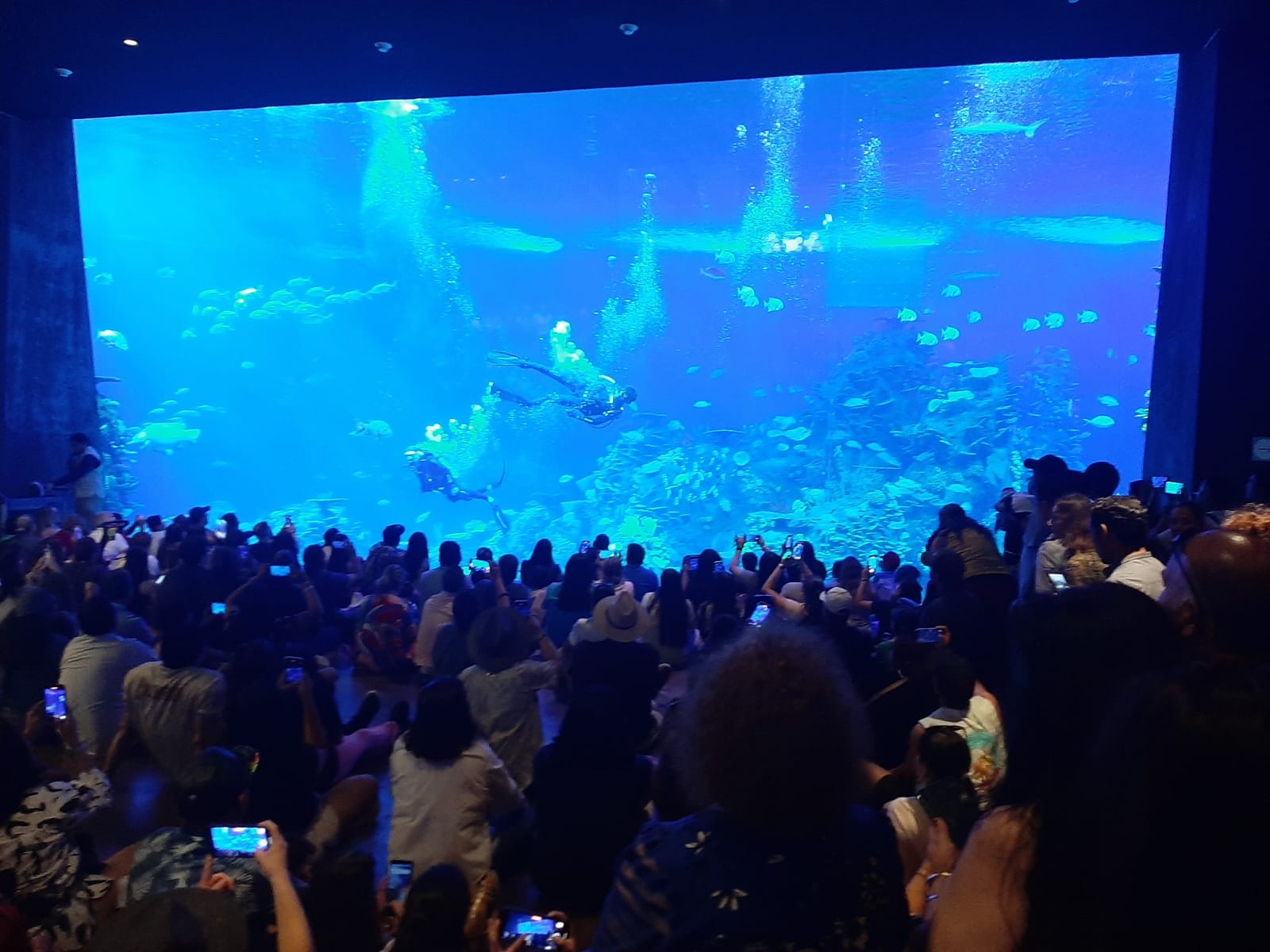 Inicia Sectur Sinaloa certificación del área de buceo del Gran Acuario Mazatlán