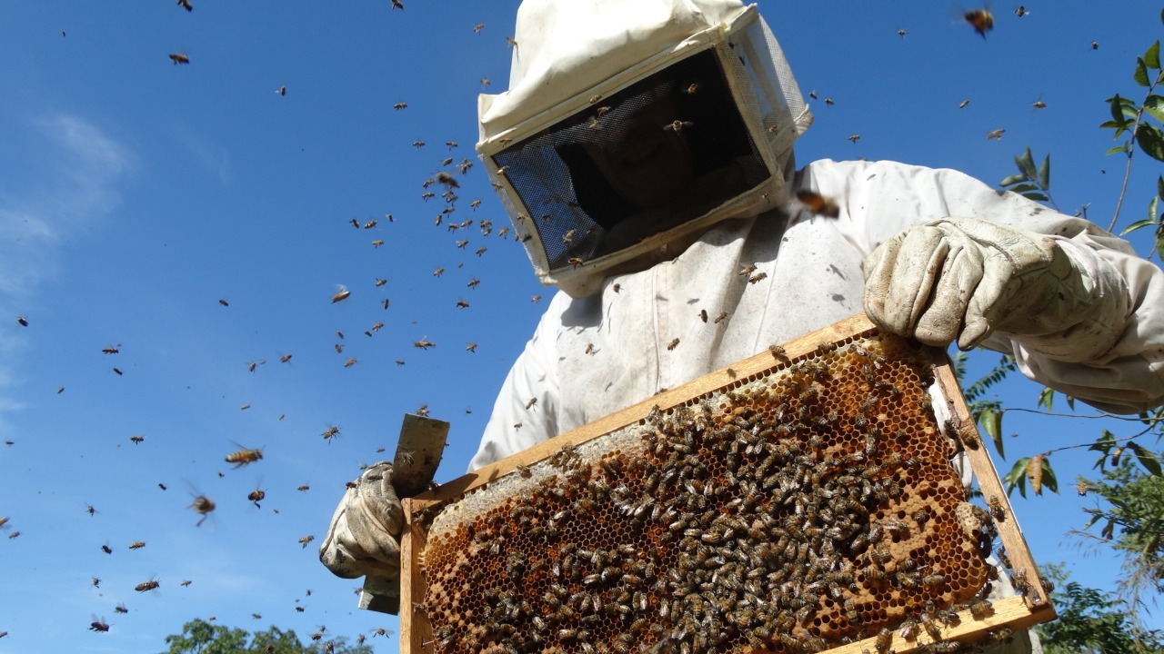 Mazatlán busca tener el primer apiario municipal en 2024 para el cuidado de las abejas rescatadas