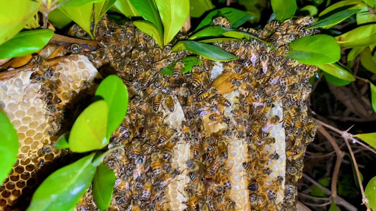 Mazatlán aprueba protocolo para la protección de abejas y avispas
