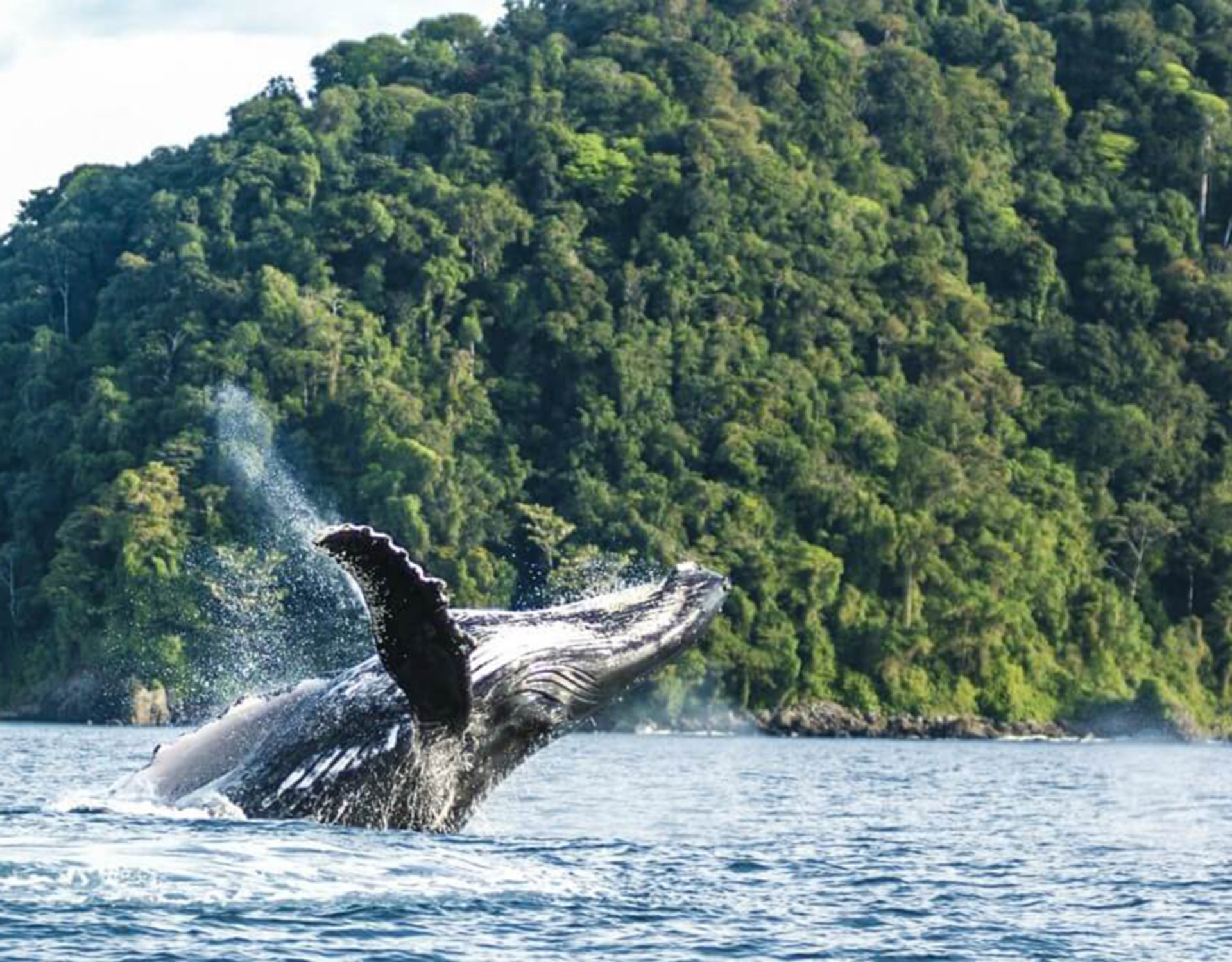 Recomienda Turismo de Ahome, gozar del avistamiento de ballenas, tomando medidas de seguridad