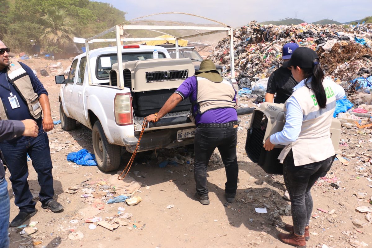 Continúa el cierre del basurón de Mazatlán; Ecología se encarga de dos acciones esenciales para la fauna