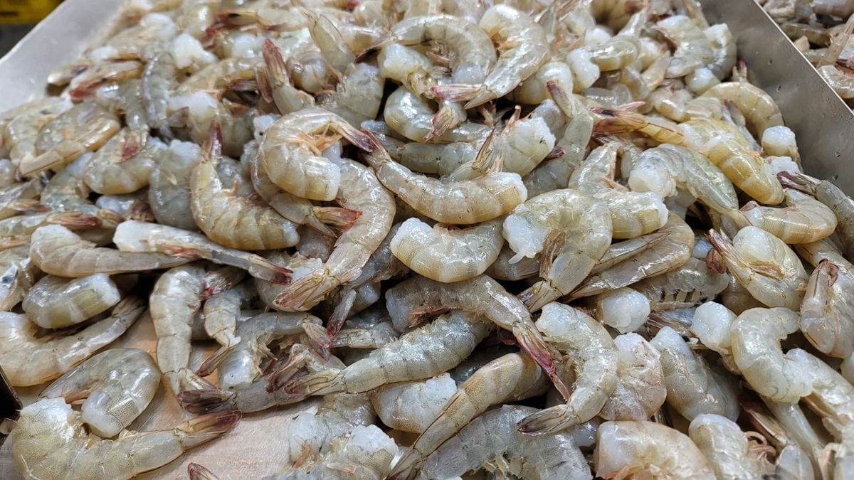 En la recta final de las capturas incrementan los precios de camarón en el norte de Sinaloa