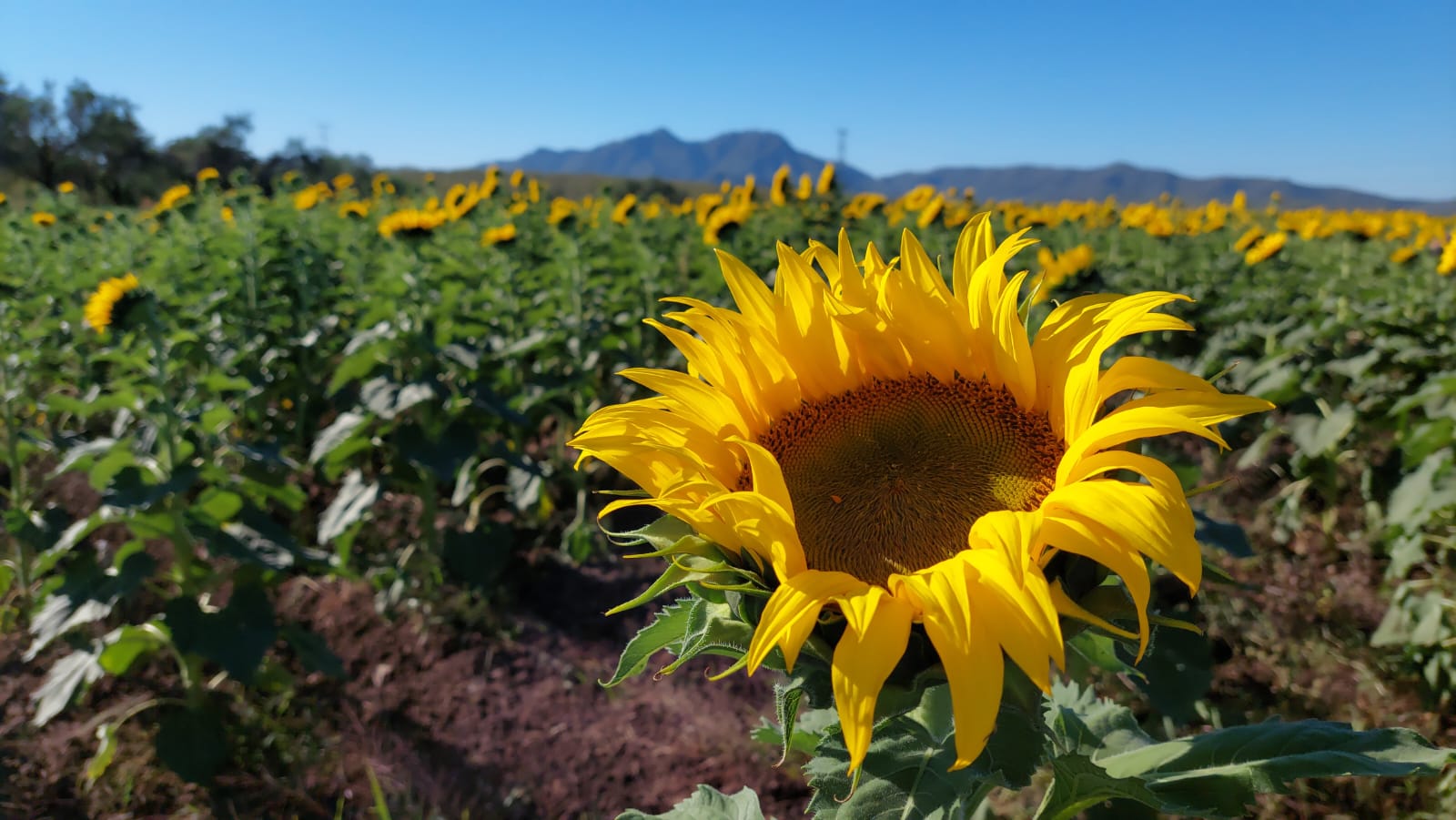 ¡Prepárate, se adelantan! A partir de este sábado se apertura el campo de girasoles en Mocorito