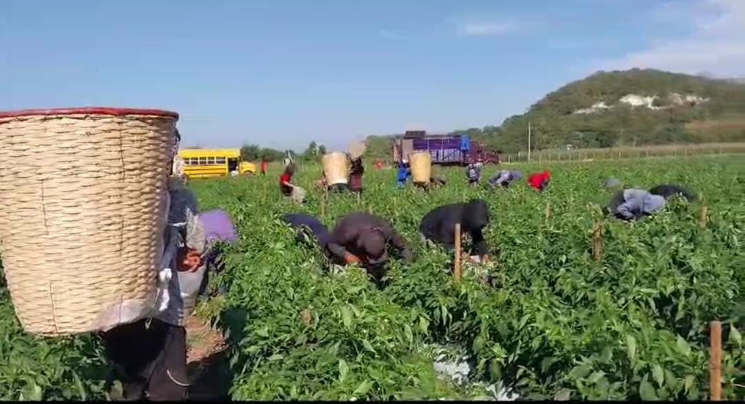 Se recuperan precios del chile ancho en plena cosecha, tras haber caído a 4 pesos: agricultores