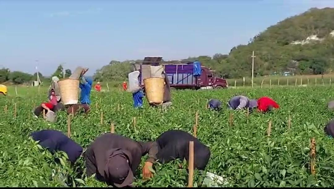 Productores de chile en Rosario registran buenos cortes y mejores precios