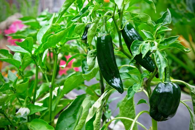 Sin rendimiento y mal precio, así arranca la cosecha fuerte de chile poblano, serrano y jalapeño en Villa Unión