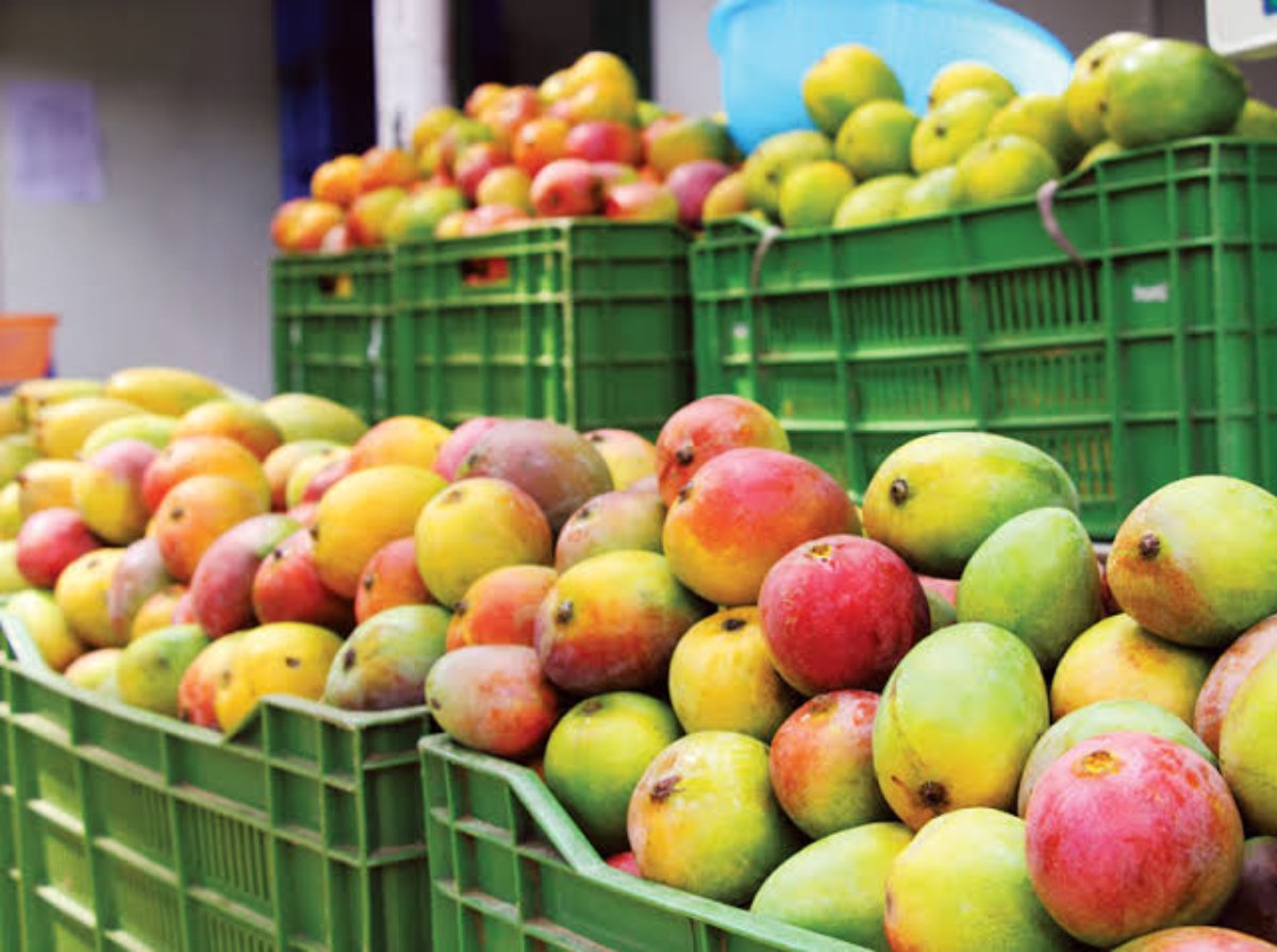Se alistan productores de mango en el sur de Sinaloa para enfrentar este temporal