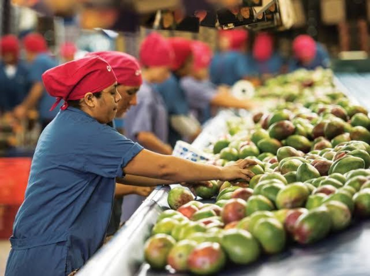 Mangueros del sur piden también canales de comercialización ante beneficio de la Santa María