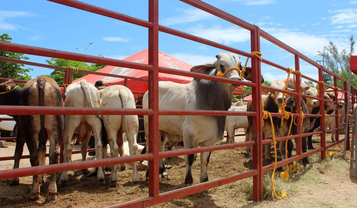 Concentran municipios de la zona norte alta prevalencia de brucelosis en el ganado: UGRS