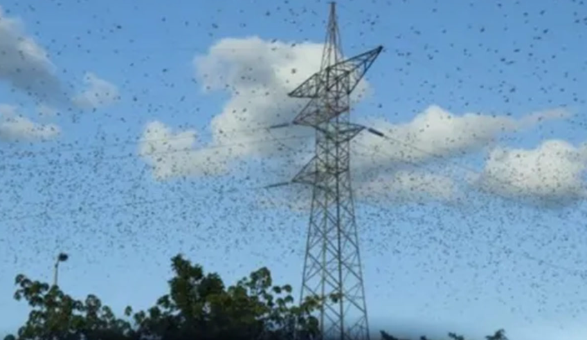 ¿Exódo? Se viraliza video de miles de langostas volando sobre Mérida