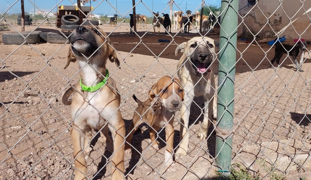 Lanza un llamado Ecología de Mazatlán para no utilizar pirotecnia ante los daños que ocasionan a las mascotas