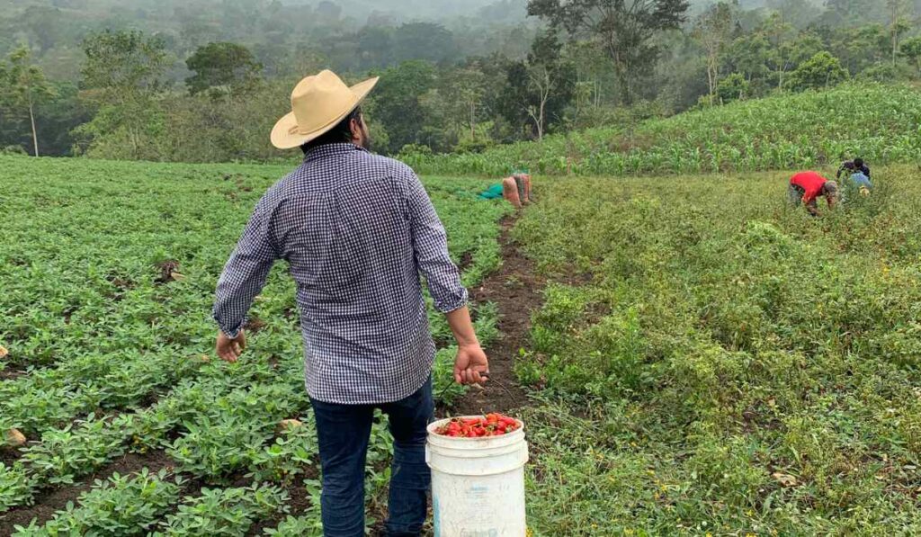 Le escriben cartita productores de Mazatlán a su Santa AMLO; piden tecnificar sus tierras