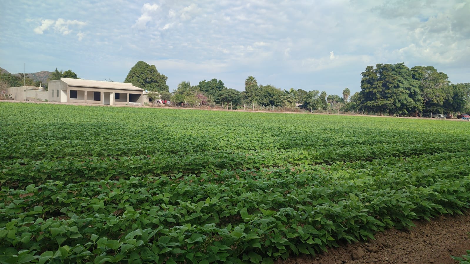 Productores temporaleros en Ahome cuestionan exclusión de Sinaloa del Programa de Bienestar federal 