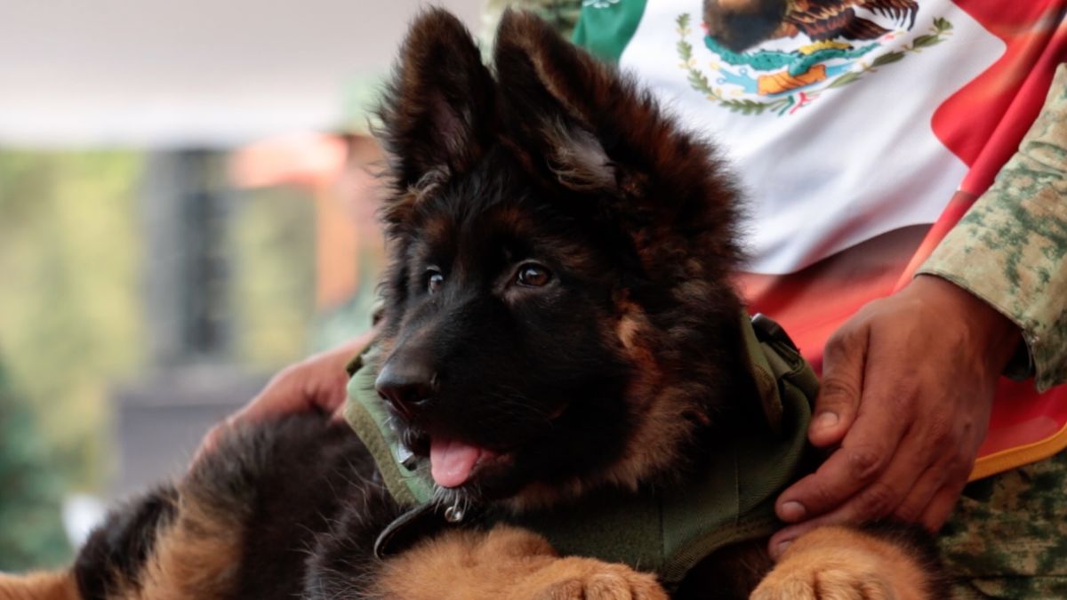 Fiesta canina: Sedena celebrará el primer año de vida de ‘Arkadas’, el perrito rescatista donado por Turquía