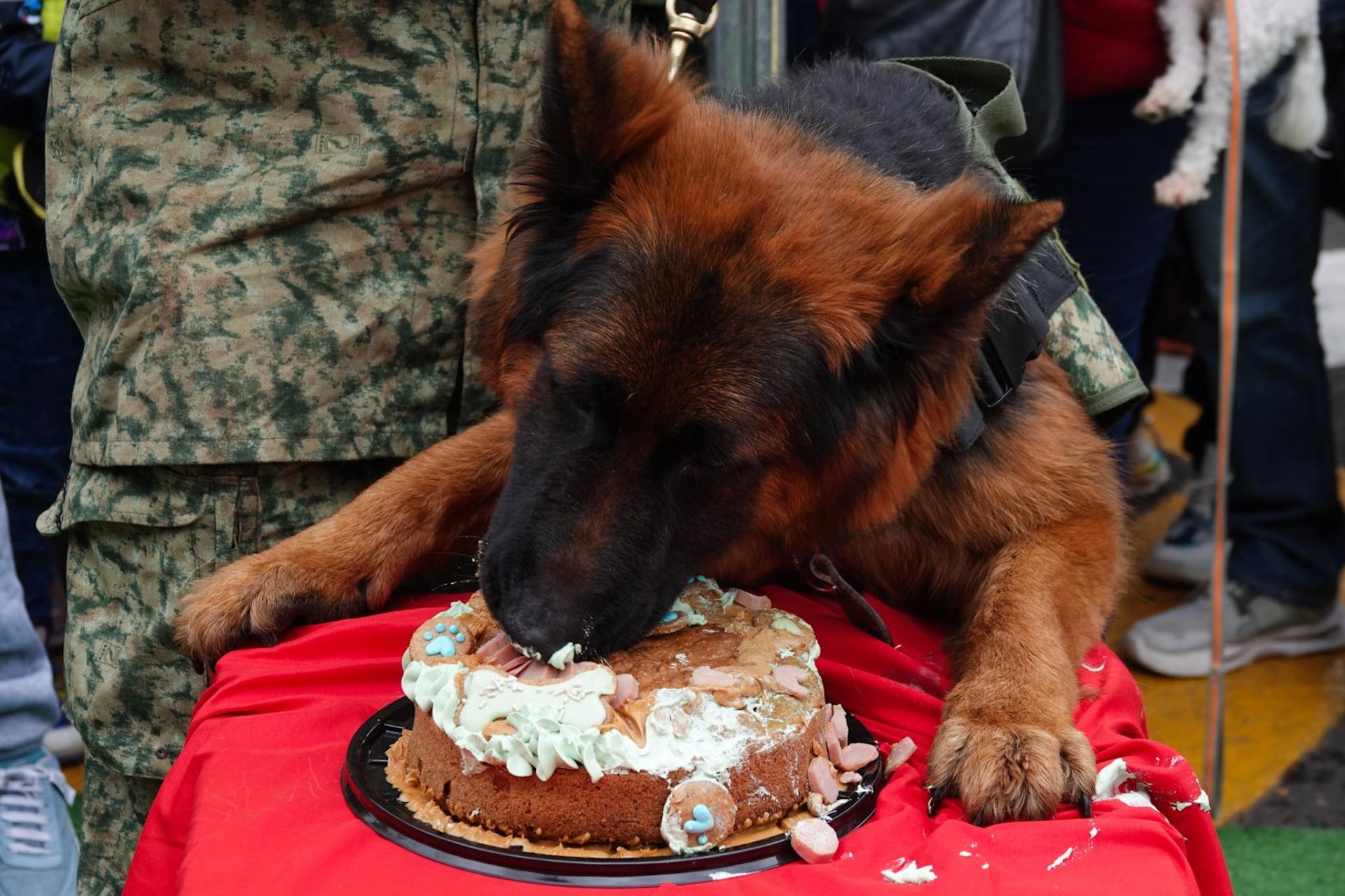 Así celebró su primer cumpleaños ‘Arkadas’, el perro rescatista de la Sedena