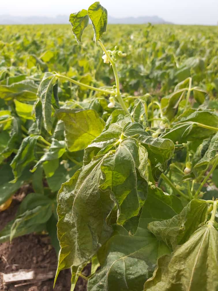 De frijol, calabaza y tomatillo; bajas temperaturas dañan parcialmente 2 mil 023 hectáreas en El Carrizo
