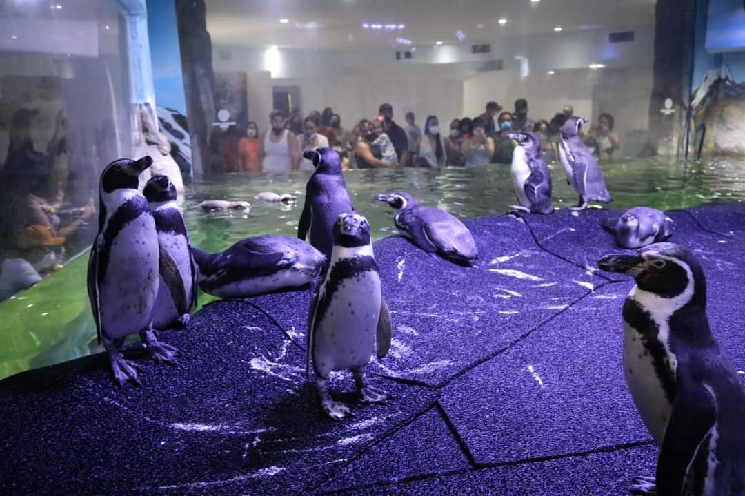 Exhibición animal del Gran Acuario Mazatlán podría suspenderse durante eclipse total de sol