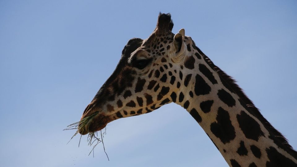 Conoce la historia de Benito, la jirafa, que finalmente encontró un hogar en Africam Safari en Puebla