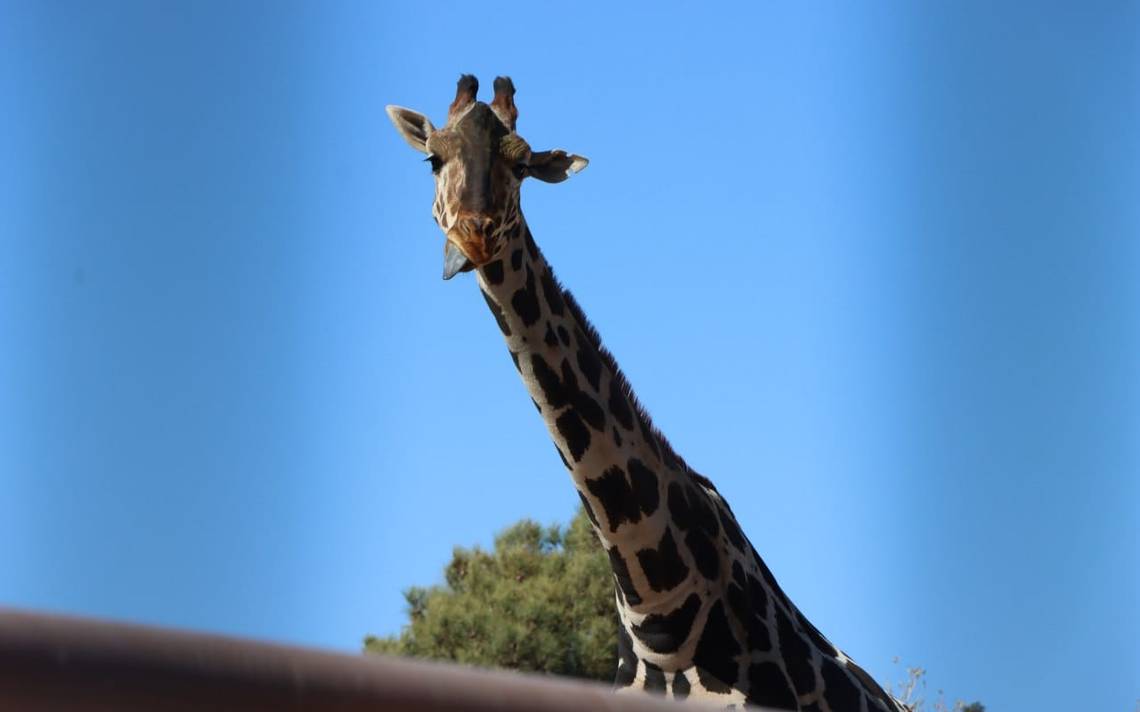 ¡En su nuevo hogar! La jirafa Benito llegó en la madrugada a Africam Safari en Puebla