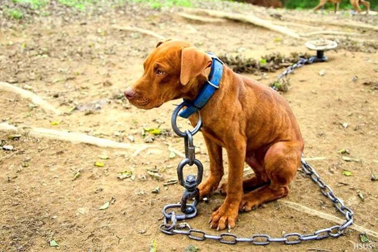 AMLO incluye en paquete de iniciativas, reforma de protección a la vida animal