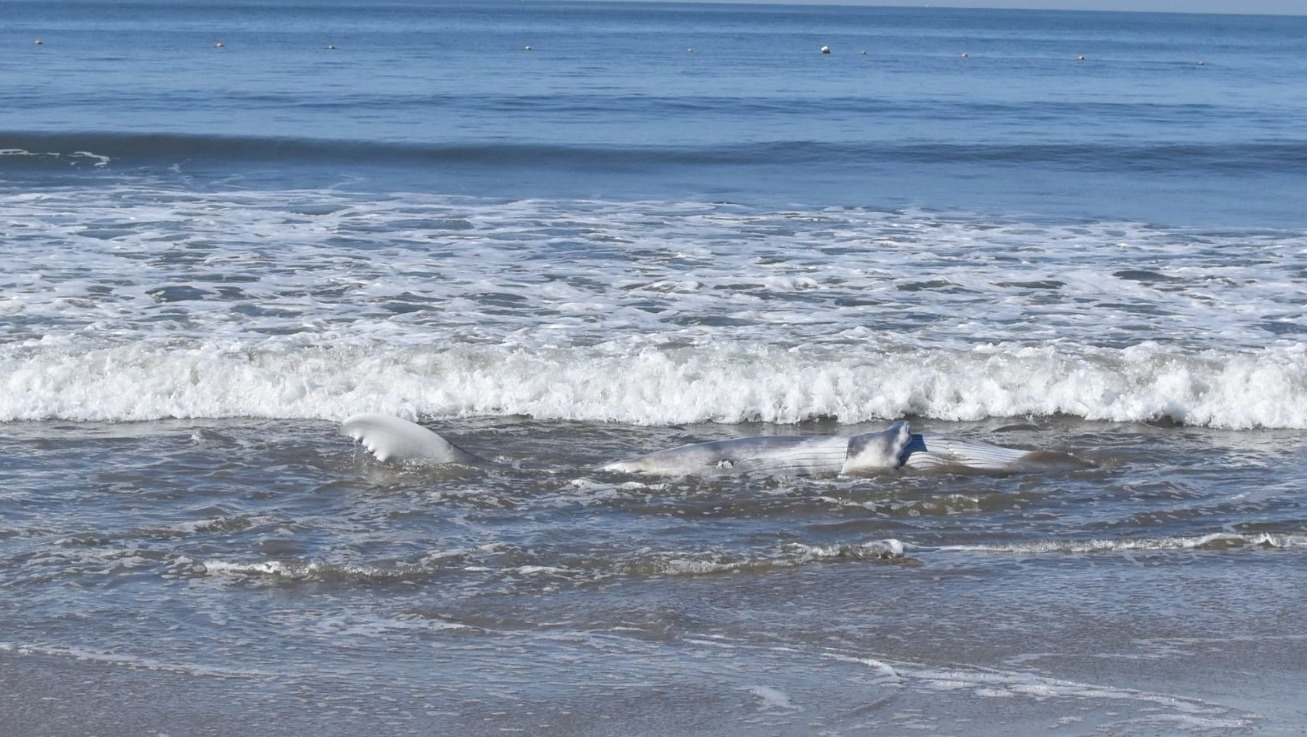 Aparece cría de ballena jorobada muerta en playas de Nayarit, una noche anterior estaba viva