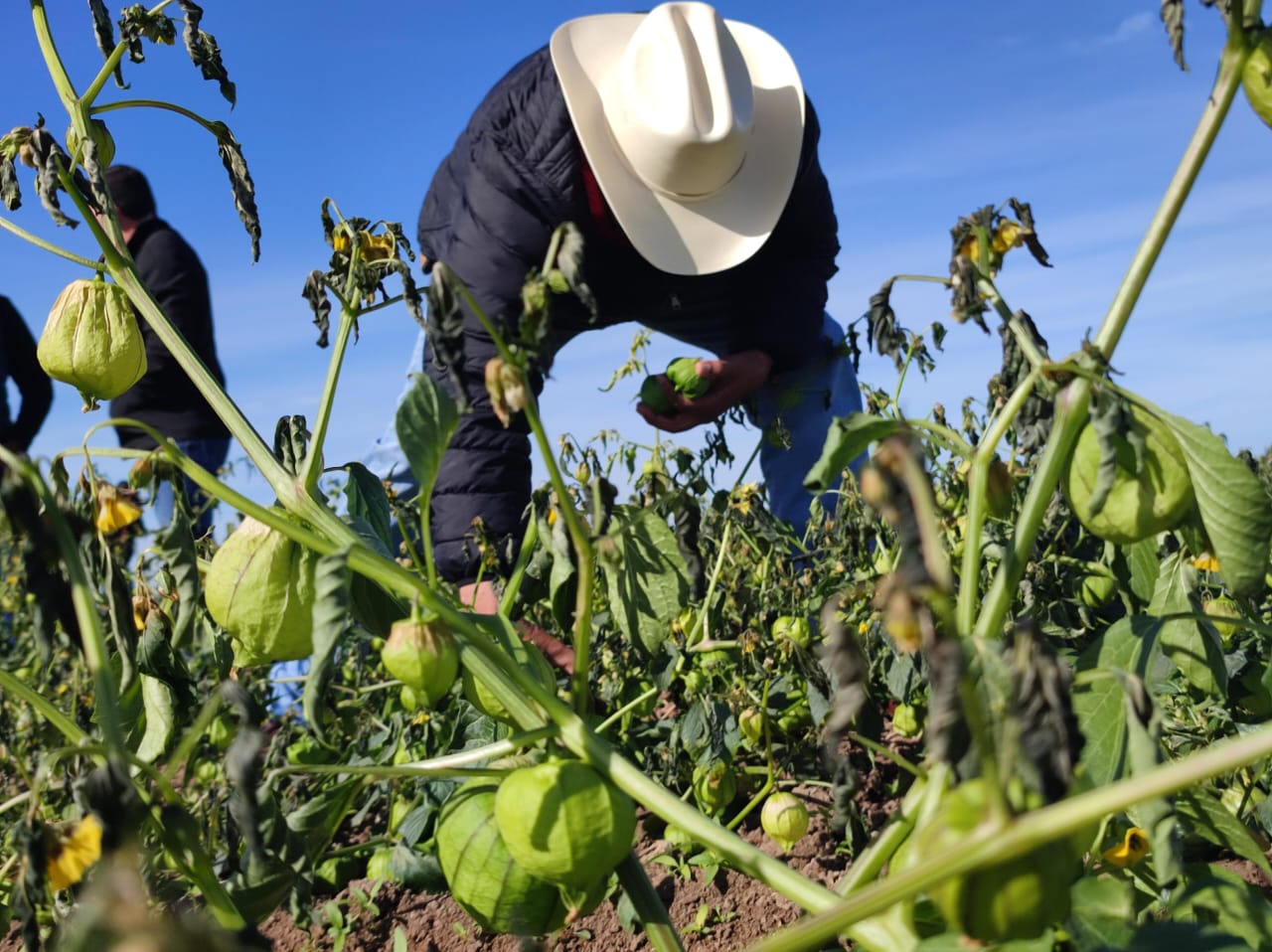 Suman 75% los permisos de la superficie de siembra permitido en este ciclo agrícola en el Valle de El Carrizo