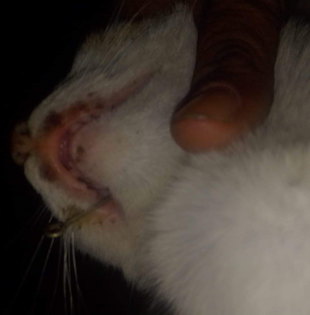¡Conmovedora historia! Vende cubeta de chile para salvarle la vida a su gatito que se clavó un anzuelo