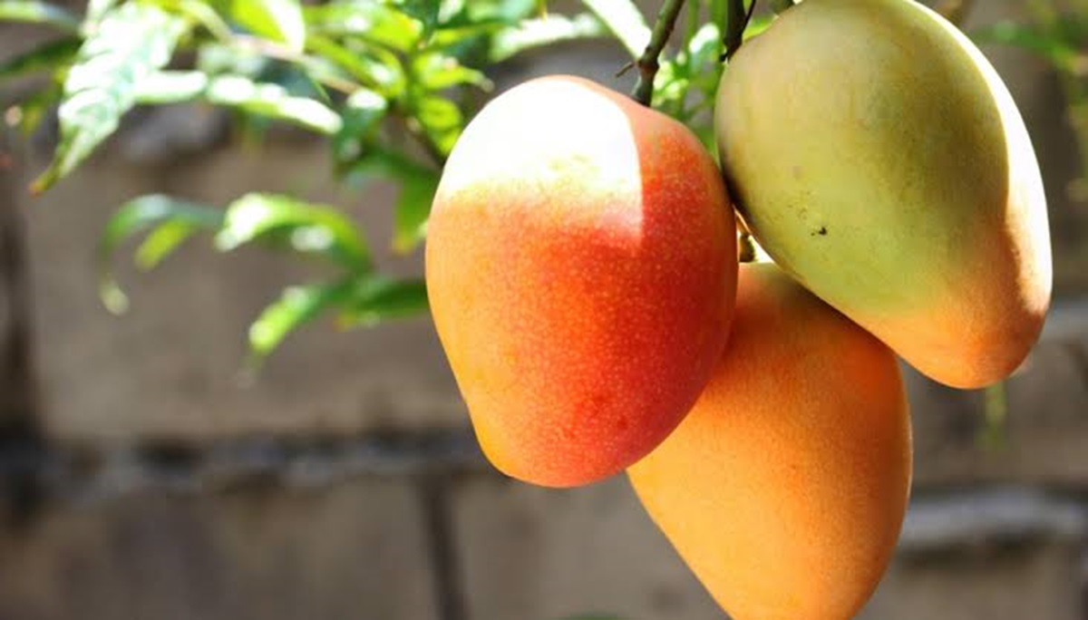 Fruticultores del sur de Sinaloa piden al secretario de Agricultura los volteé a ver y apoye con capacitación