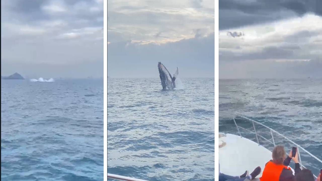 Avistamiento de ballenas es un nuevo atractivo turístico en Mazatlán