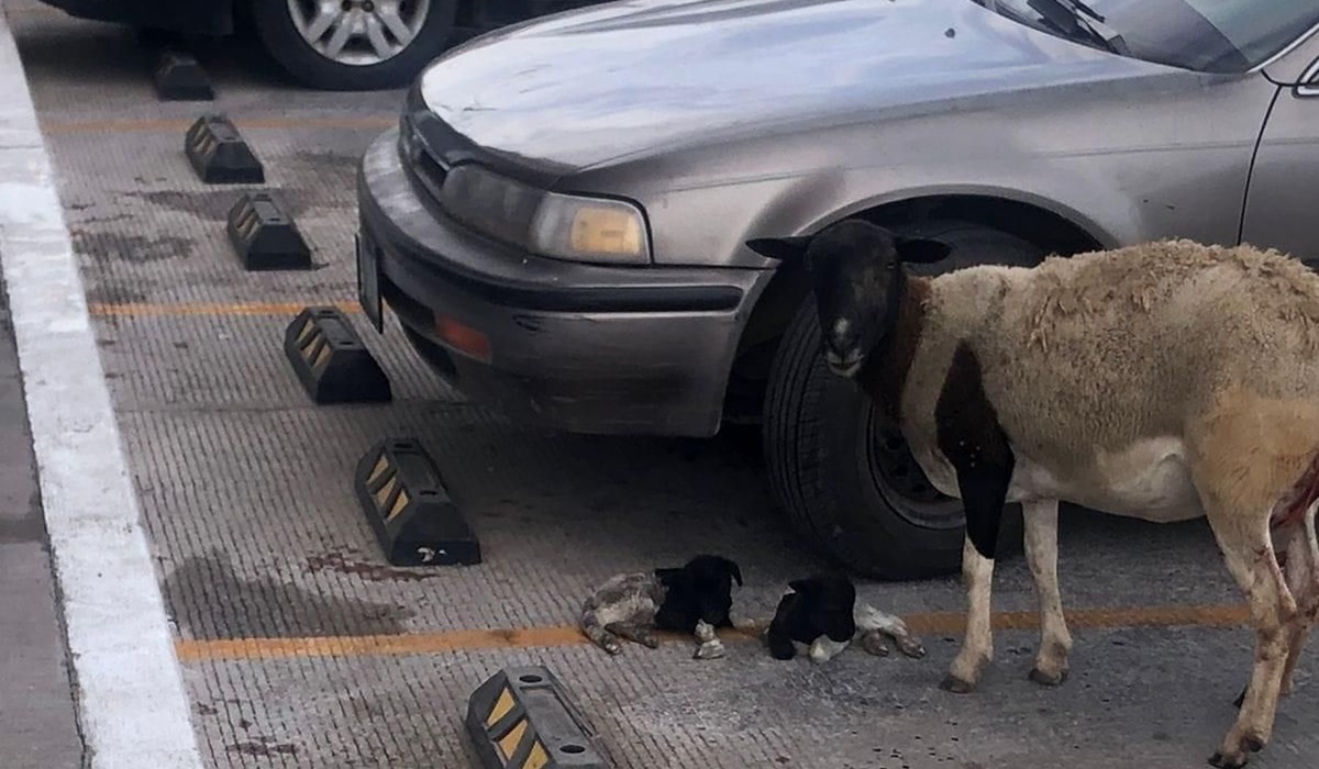 Son siete borregas embarazadas las que escaparon de corral en Guasave, una de ellas dio a luz afuera de farmacia