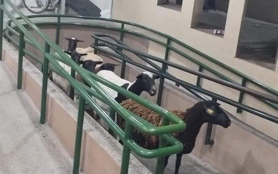 ¡Espantadas por los cuetes! Reportan borregas paseando desorientadas en el Centro de Guasave