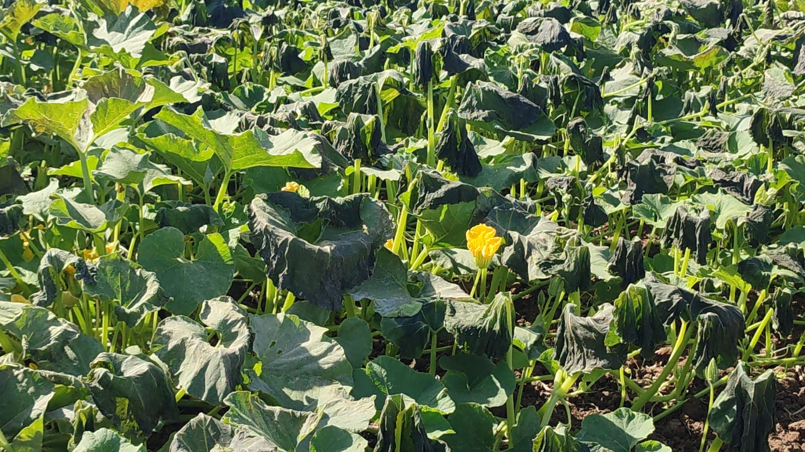 Calabazas inician su temporada de cosechas en El Carrizo